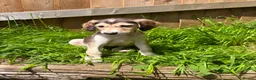 Saluki dogs for sale: Beautiful Saluki pups from champion lines - Advert 15
