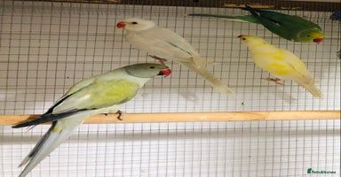 Ringnecks birds - Advert 3