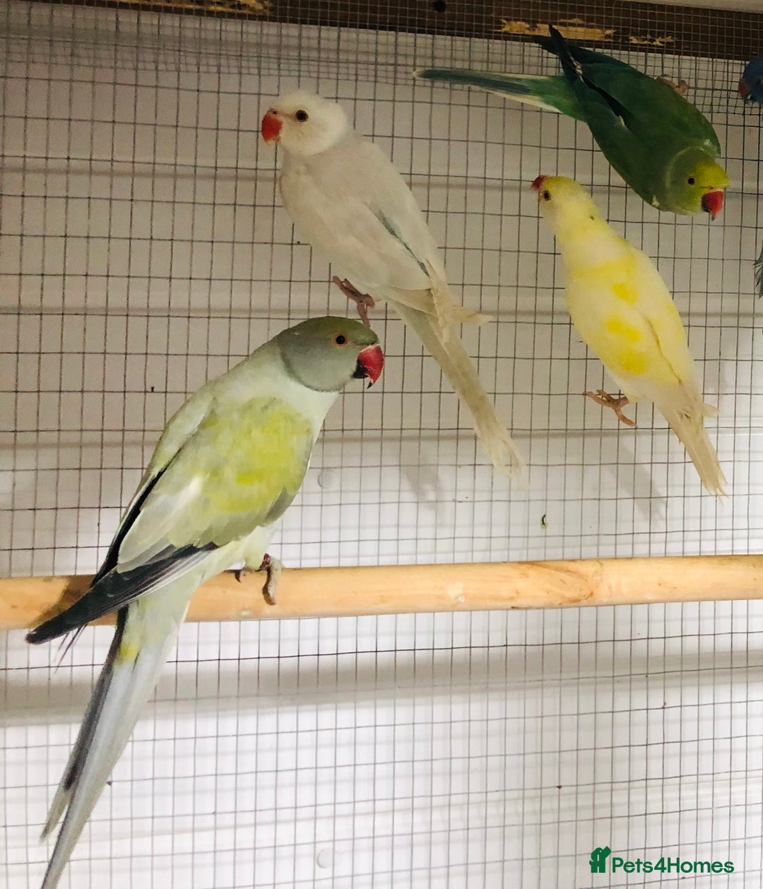 Ringnecks birds for sale: Beautiful coloured ringneck parrots for sale. - Image 2