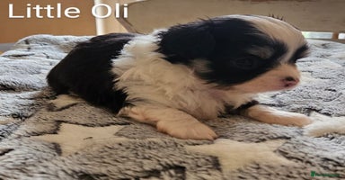 Chihuahua dogs - Advert 10