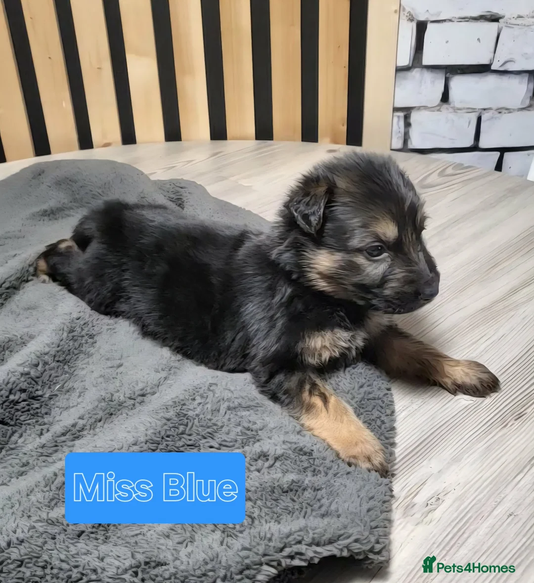 German Shepherd dogs for sale: German Shepherd/Alsatian puppies - Advert 31
