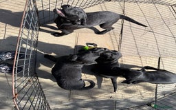 Labrador Retriever dogs for sale: Stunning black Labrador puppies  - Image 3