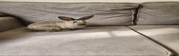 Mixed Breed rabbits for sale: 4 beautiful mixed breed rabbits see Description. - Advert 8