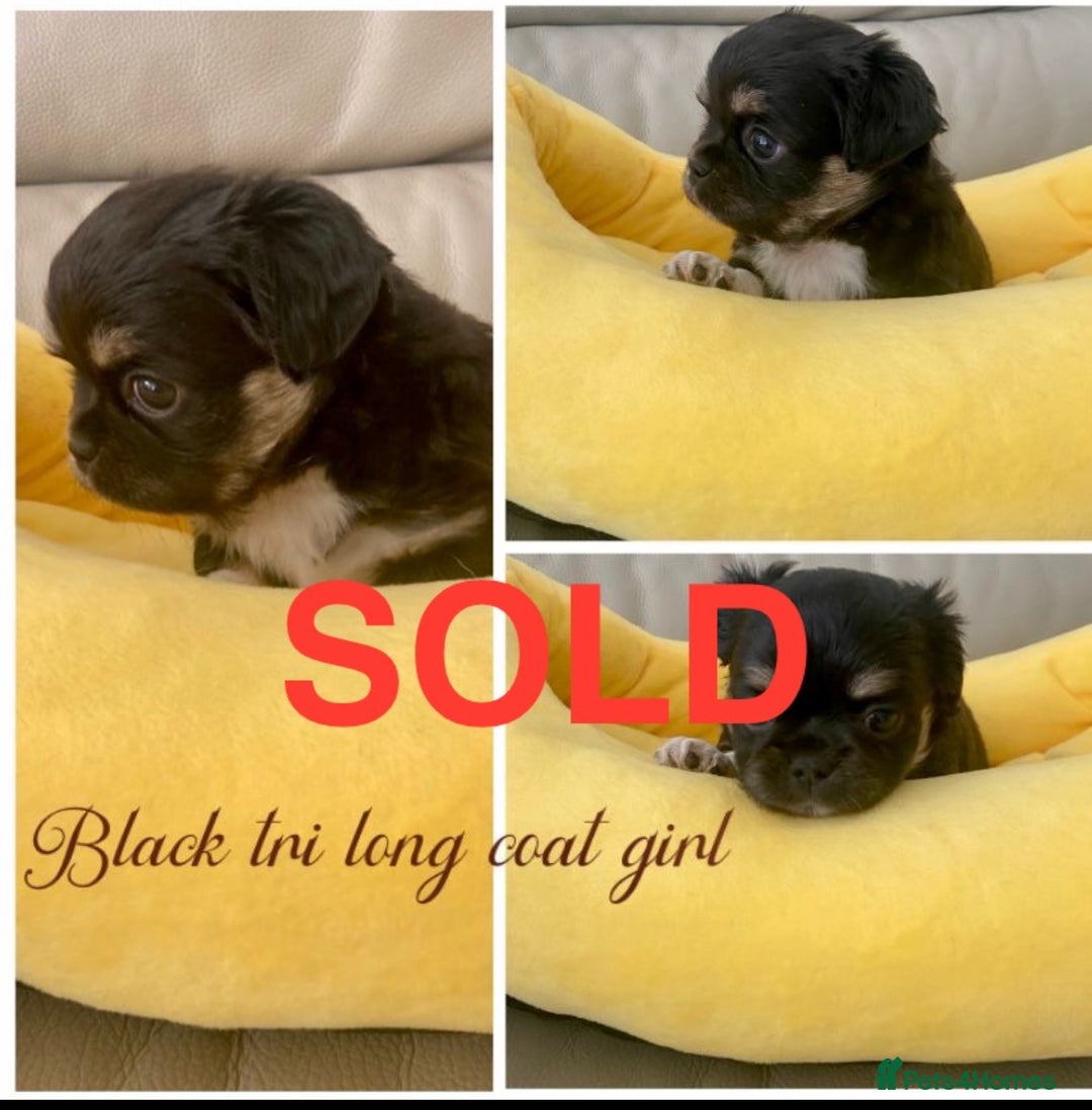 Chihuahua dogs for sale: KC Reg Chihuahua Boy Fully vaccinated - Ready - Advert 6