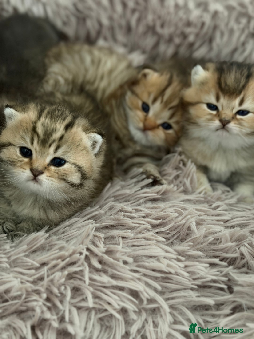 British Shorthair cats for sale: Beautiful British Shorthair Kittens – 5 Available - Advert 18