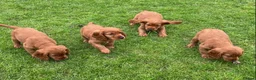 Cocker Spaniel dogs for sale: Cocker Spaniel Puppies  - Advert 4