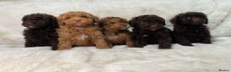 Cavapoochon dogs for sale: BEAUTIFUL CAVAPOOCHON PUPPYS HEALTH TESTED - Advert 1