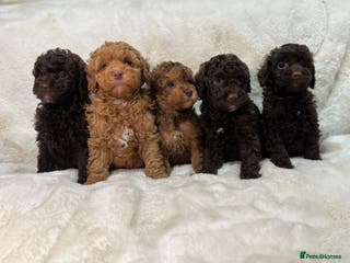 Cavapoochon dogs BEAUTIFUL CAVAPOOCHON PUPPYS HEALTH TESTED - Advert 3