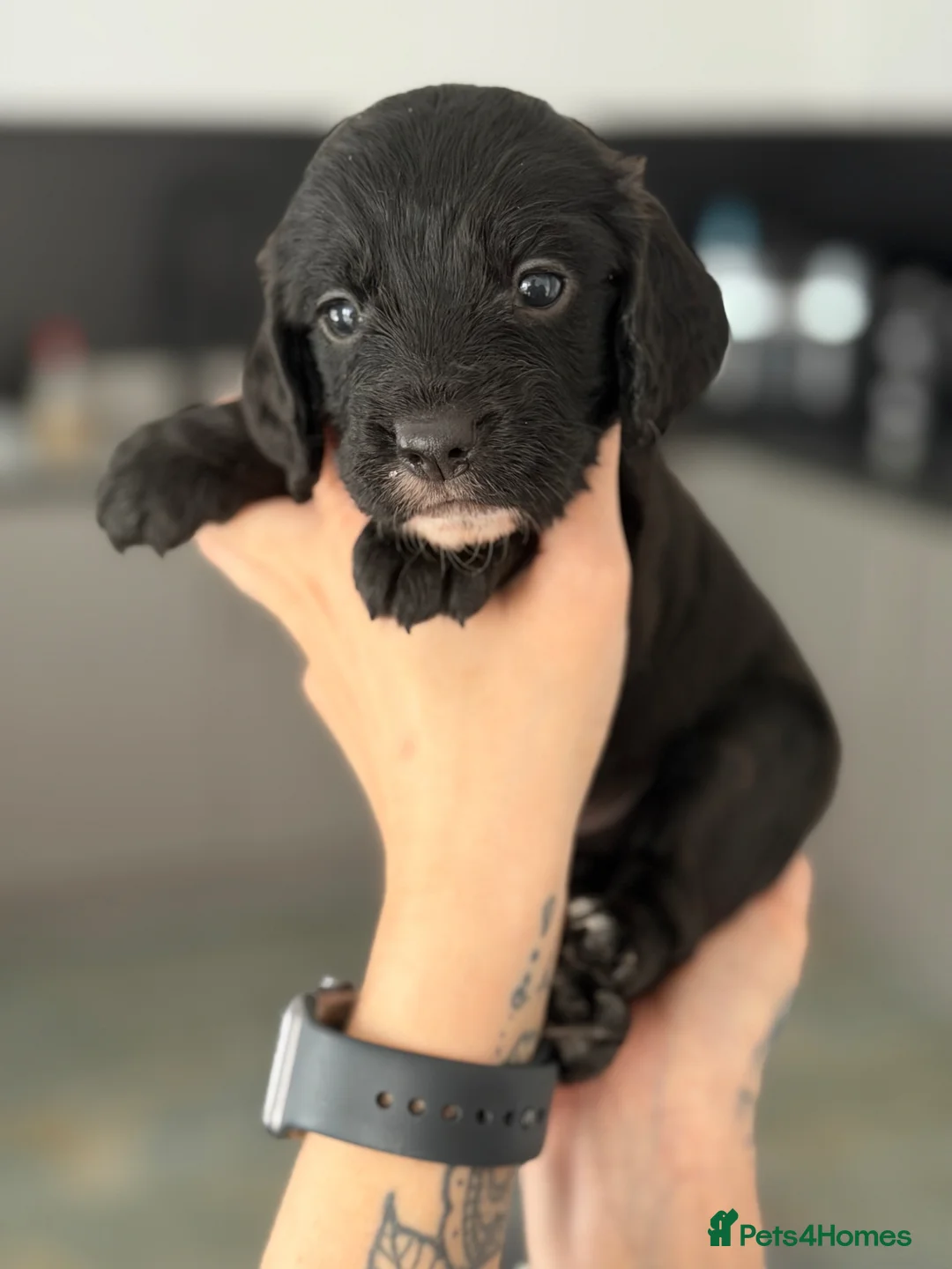 Cocker Spaniel dogs for sale: beautiful litter of cocker spaniels in Bishop Auckland - Advert 14