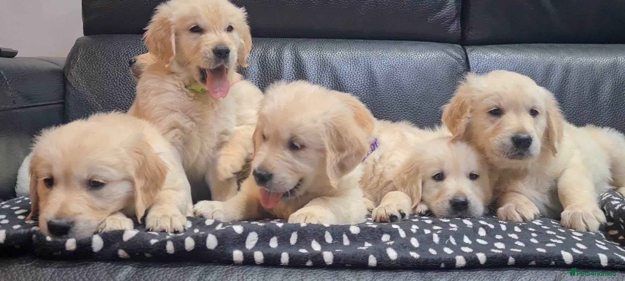 Golden Retriever dogs Beautiful Golden Retriever Puppies - Advert 6