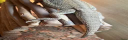 Bearded Dragon reptiles for sale: Male Bearded Dragon for sale  in Bristol - Advert 12