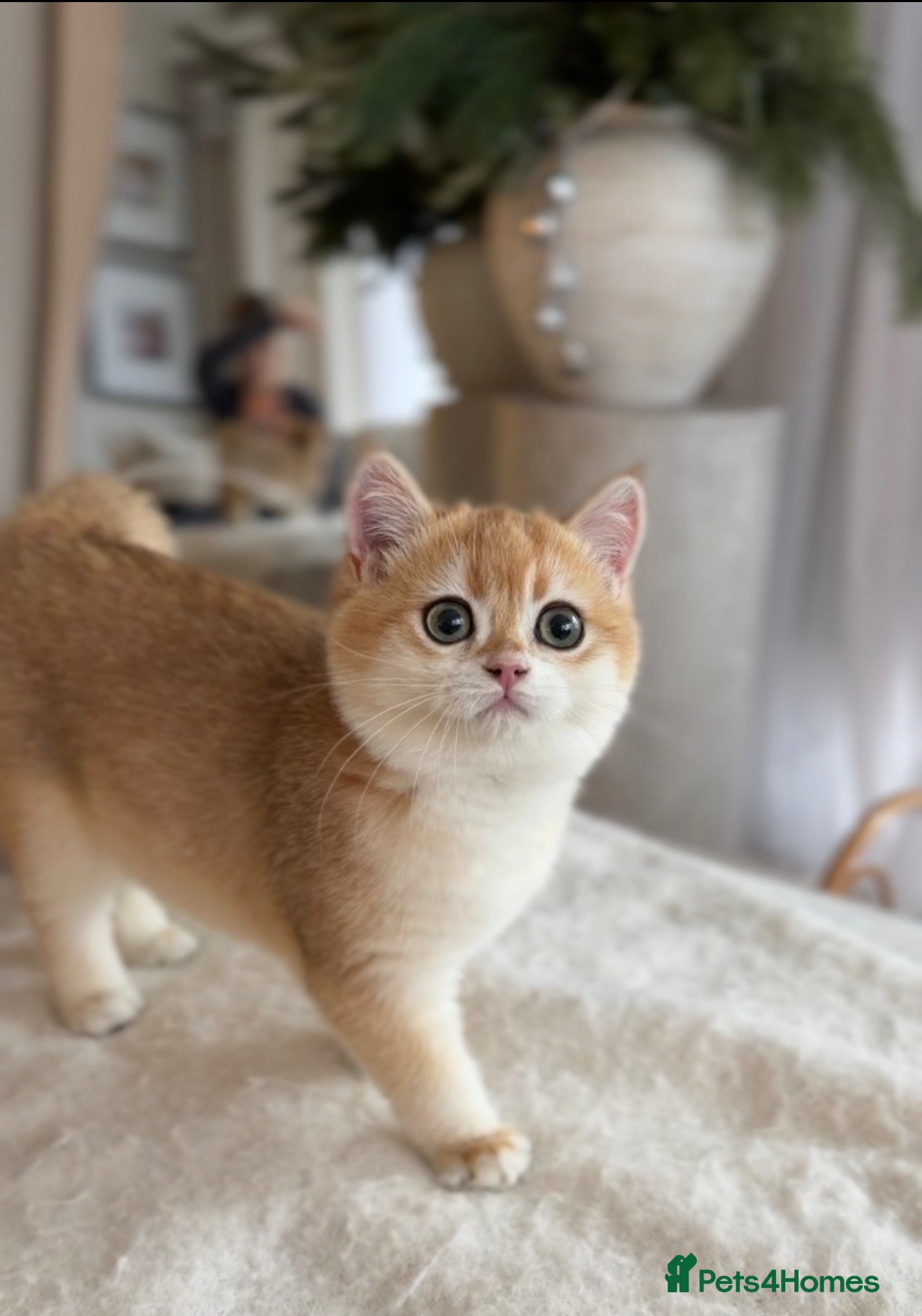 British Shorthair cats British Shorthair Golden boy - Advert 2