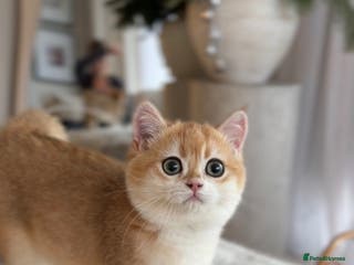 British Shorthair cats British Shorthair Golden boy - Advert 1