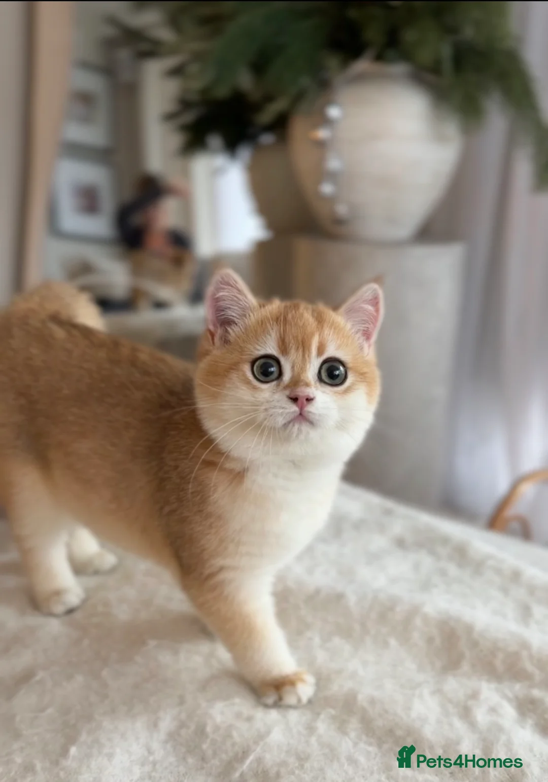 British Shorthair cats for sale: Sold British Shorthair Golden boy - Advert 1