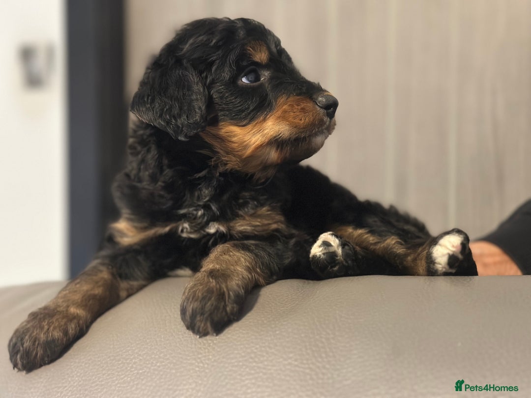 Bernedoodle dogs for sale: F1 BERNADOODLE BOYS AND GIRLS - Advert 13