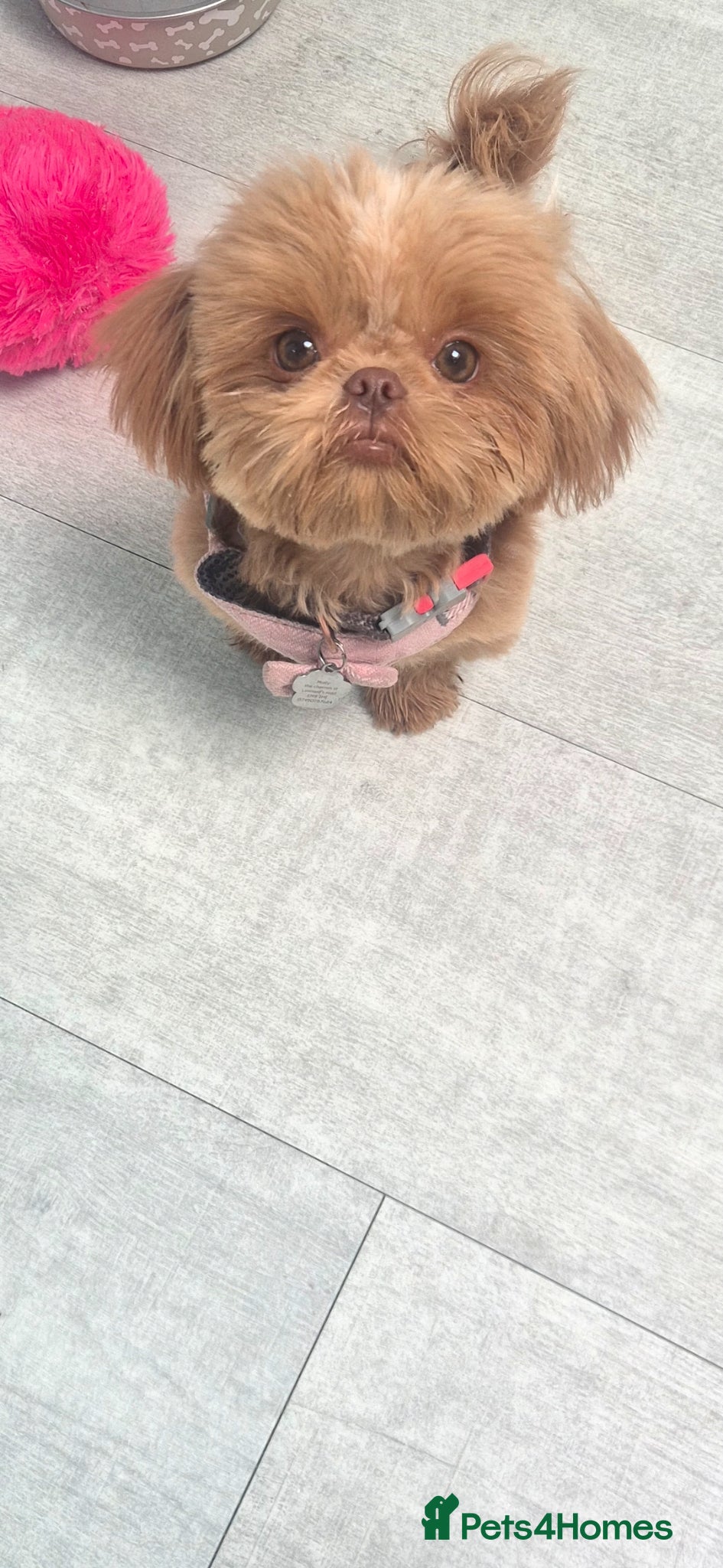 Shih Tzu dogs KC registered shih tzu puppy beige/red  - Advert 2