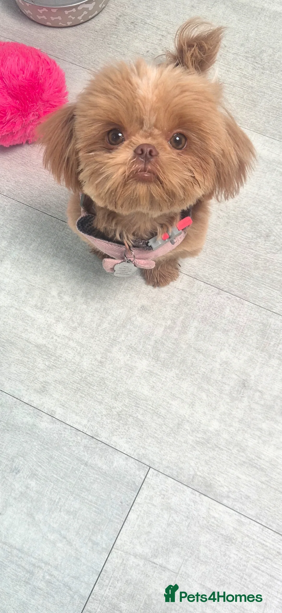 Shih Tzu dogs for sale: KC registered shih tzu puppy beige/red  in Waltham Abbey - Advert 1