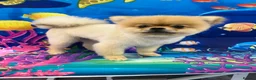 Miniature Dachshund dogs for stud: Silver dapple miniature longhaired dachshund stud - Advert 7