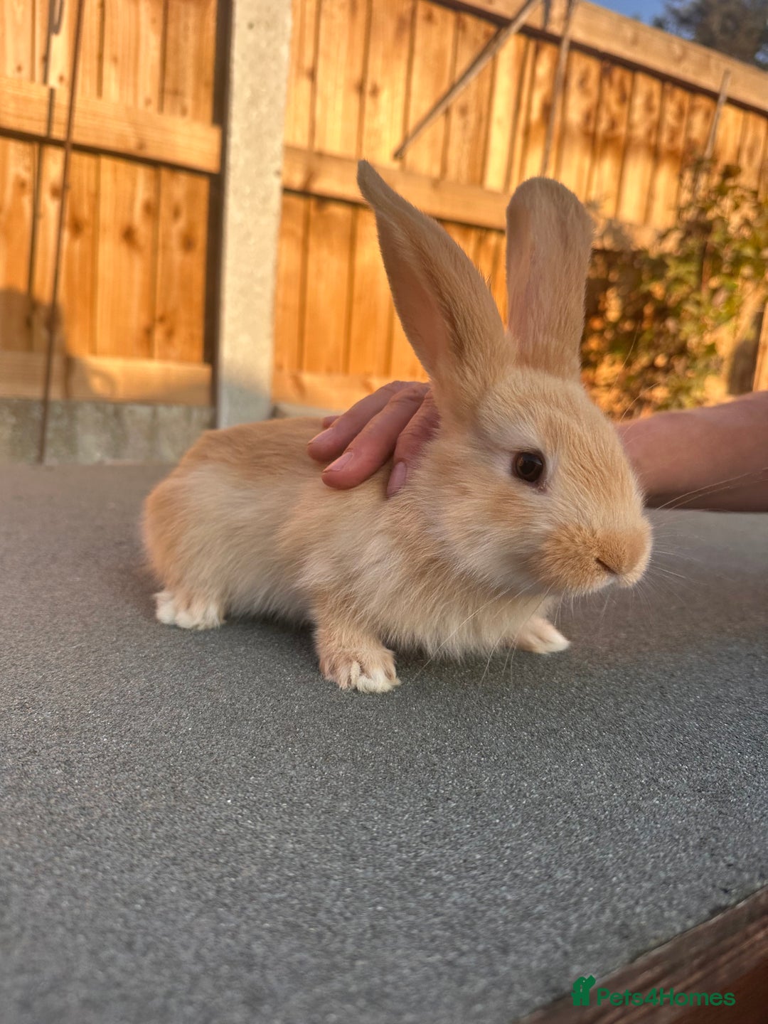 Continental Giant rabbits for sale: Baby giants  - Image 8