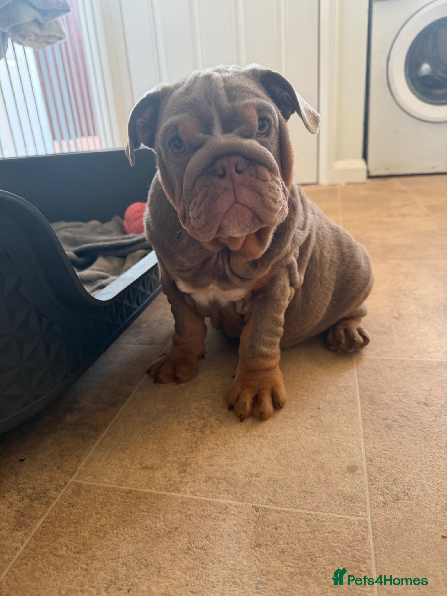 English Bulldog dogs Gorgeous KC English Bulldog Puppies🐶 - Advert 2