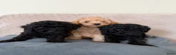 Toy Poodle dogs for sale: **REDUCED••Beautiful Toy Poodle Puppies - Advert 8