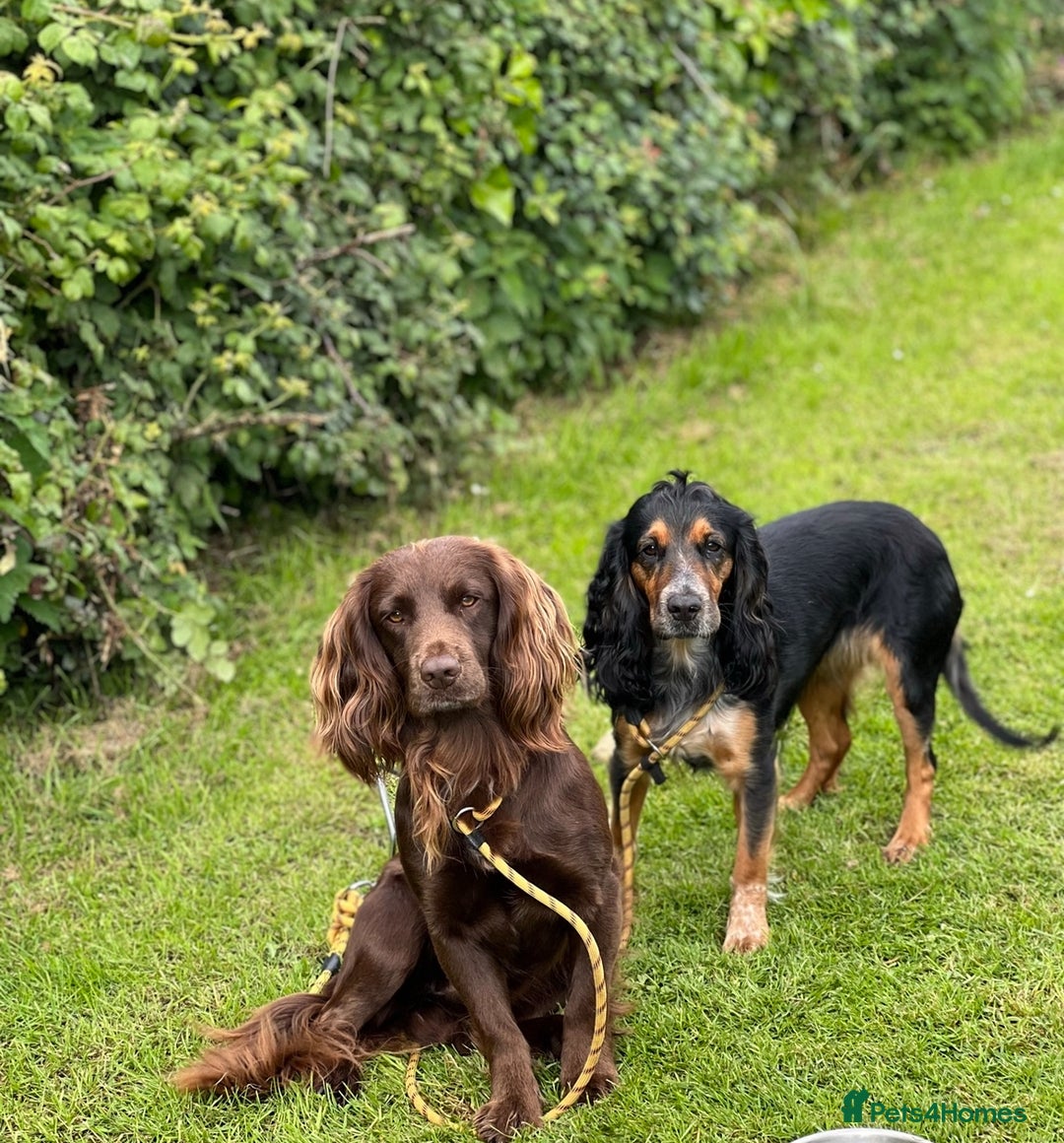 Cocker Spaniel dogs for sale: Beautiful Working Type Cocker Spaniel Pups - Advert 3