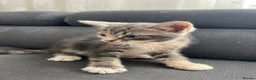 Mixed Breed cats for sale: 4 beautiful kittens  - Advert 15