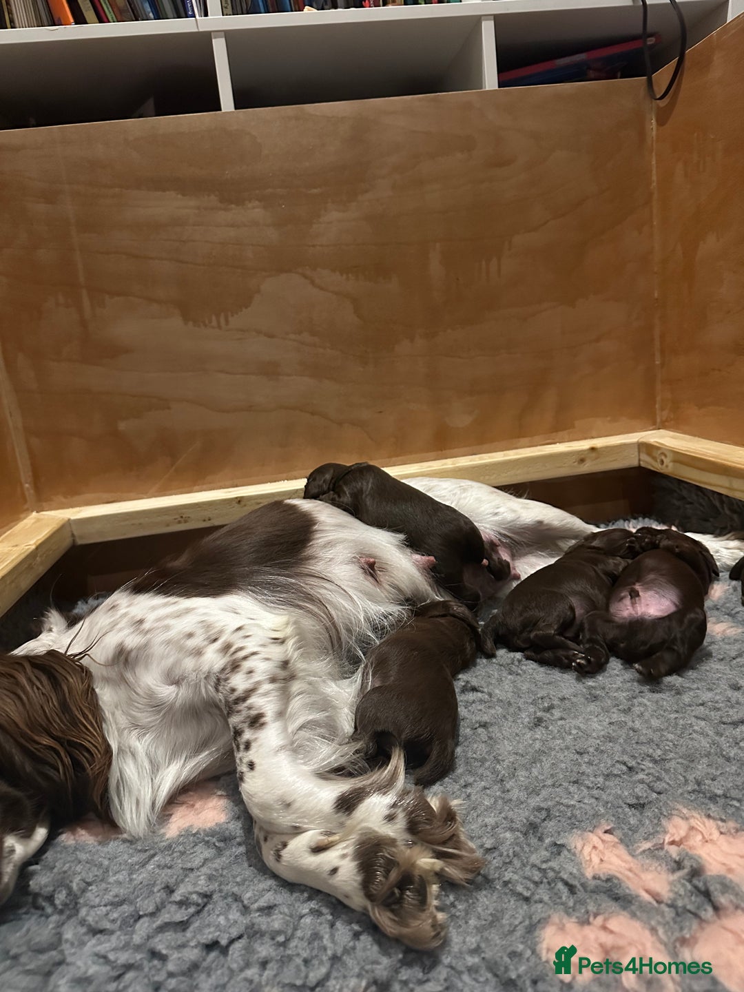 Sprocker dogs for sale: Adorable Sprocker Spaniel Puppies Ready 22nd Sept - Image 9