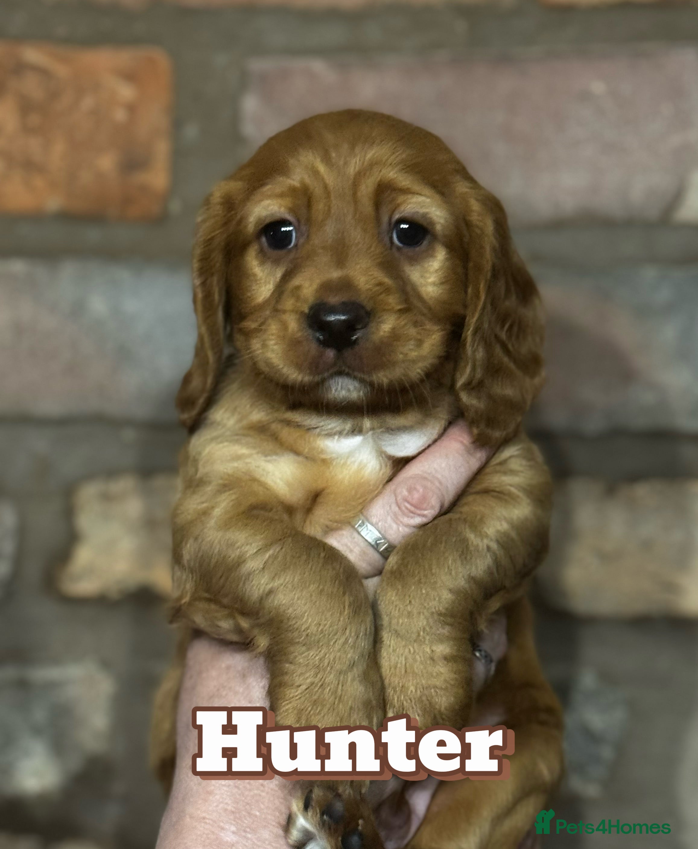 Cocker Spaniel dogs KC Registered working cocker spaniel puppies - Advert 2