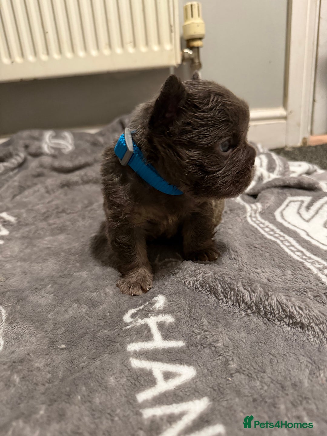 French Bulldog dogs for sale: French bulldog - Advert 28