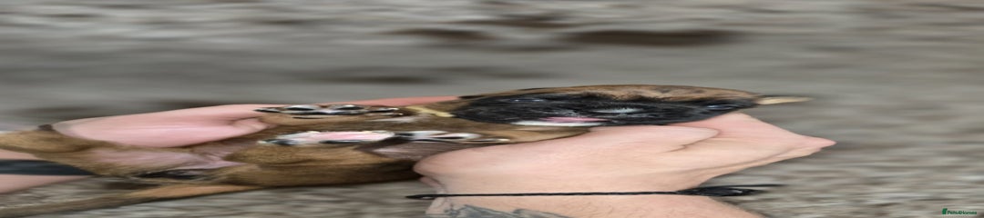 Boxer Puppy 6