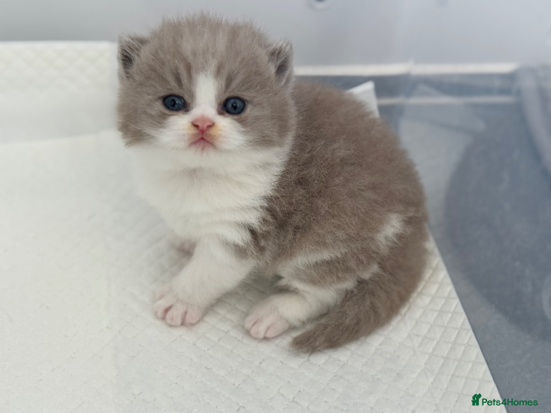 British Shorthair cats Lilac bi colours boys ready mid December ( TICA) - Advert 9