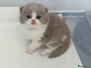 British Shorthair cats Lilac bi colours boys ready mid December ( TICA) - Advert 9