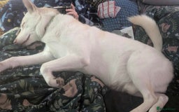 Mixed Breed dogs for sale: 8 year old male husky cross inuit - Image 3