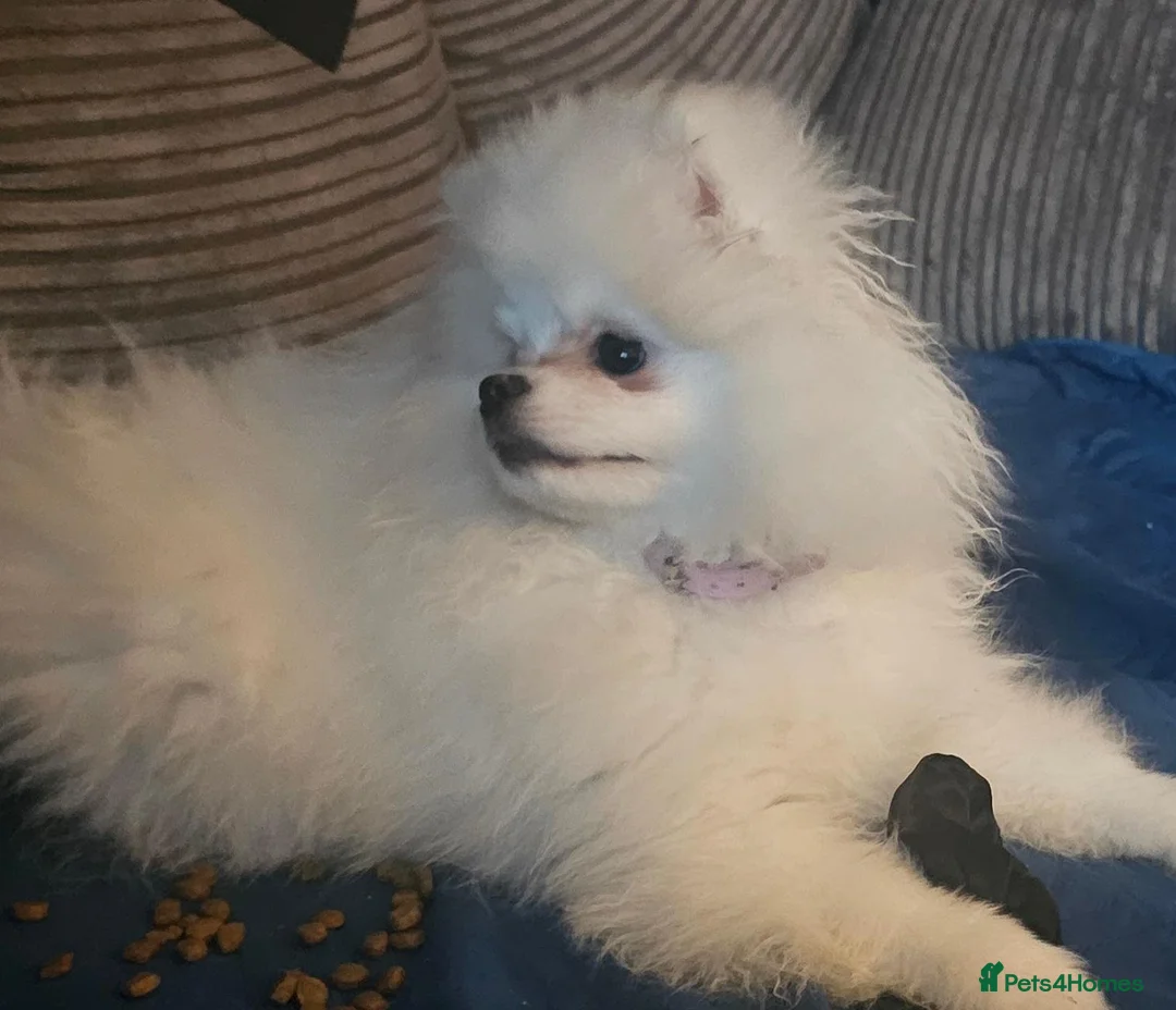 Pomeranian dogs for sale: 1 White beautifull teddy bear pomeranian  in Rochdale - Advert 26