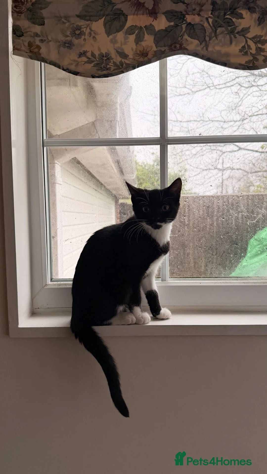 British Shorthair cats for sale: Mixed British Shorthair Female Kitten in Heathfield - Advert 7