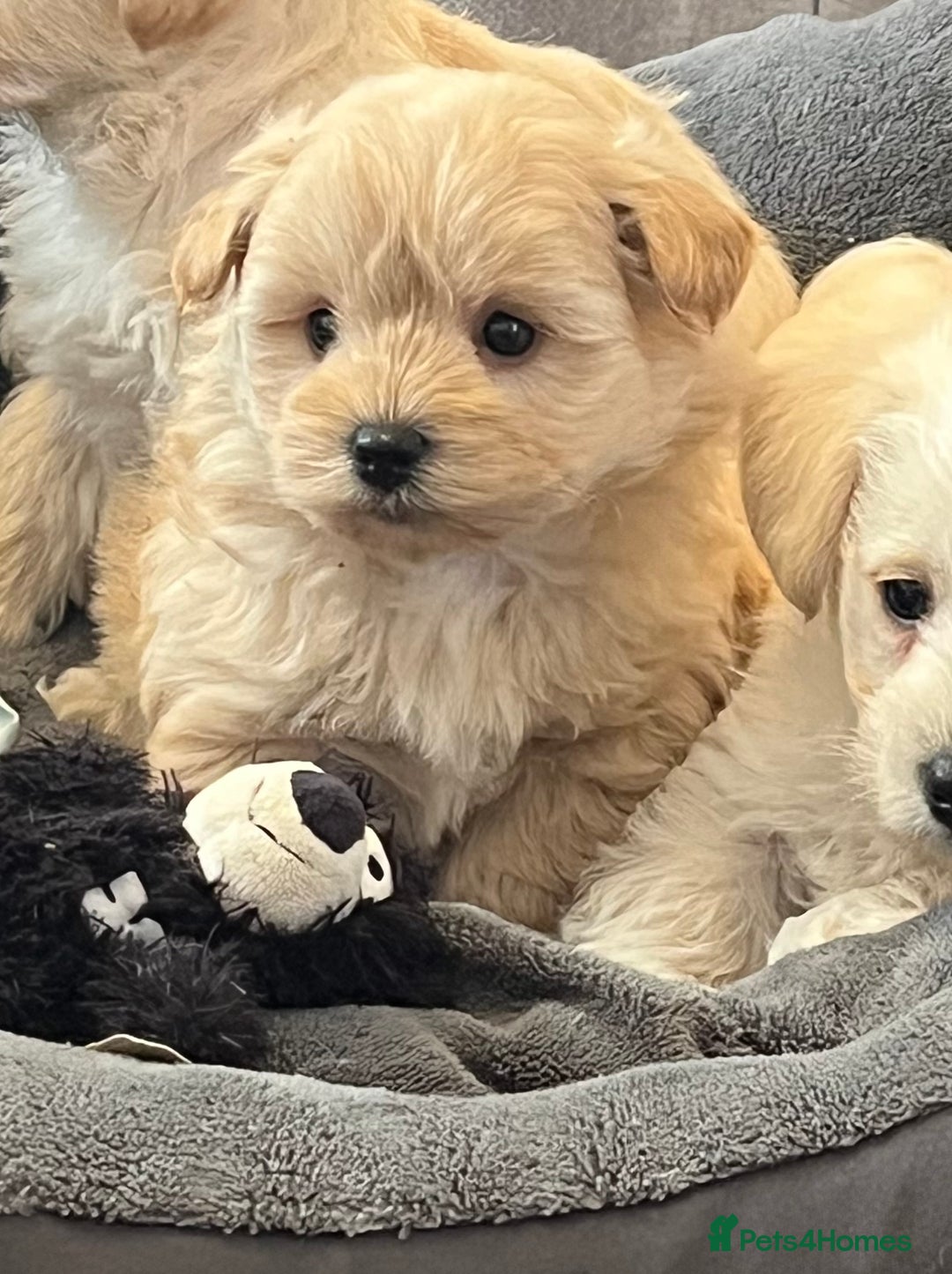 West Highland Terrier dogs for sale: Beautiful westiepoo puppies  - Advert 6