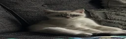 Scottish Fold cats for sale: Beautiful Scottish Straight Kitten - Advert 6