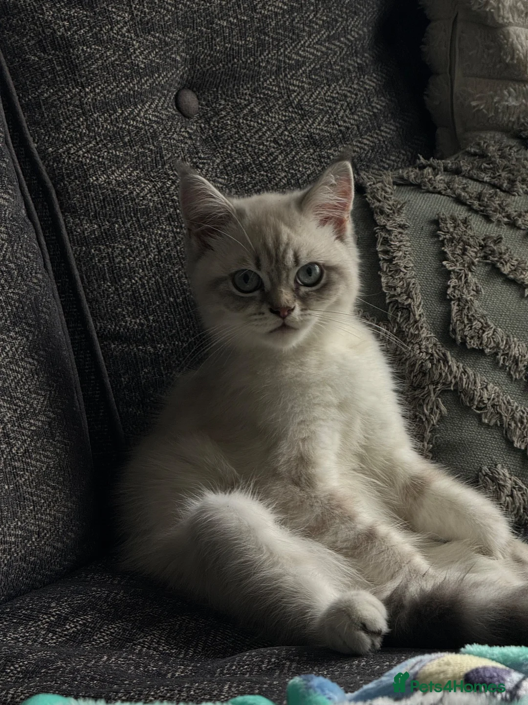 Scottish Fold cats for sale: Beautiful Scottish Straight Kitten - Advert 6