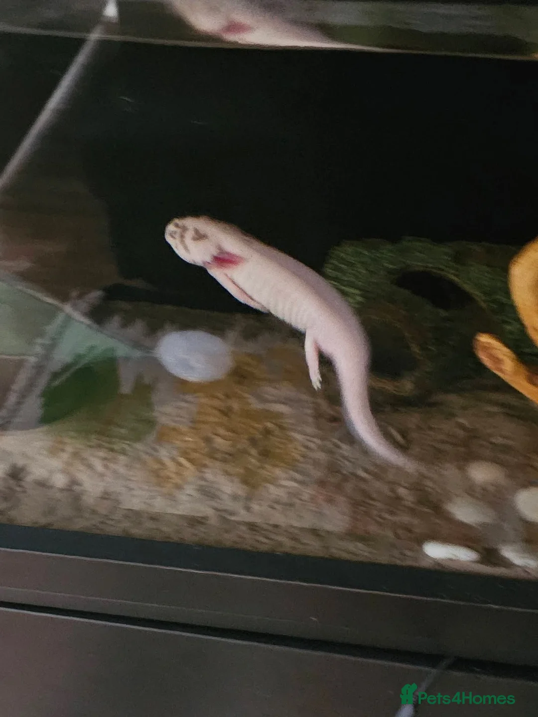 Axolotl reptiles for sale: Open to offers  in Leicester - Advert 5
