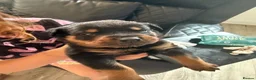 Rottweiler dogs for sale: Absolutely stunning Rottweiler puppies  - Advert 17