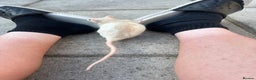 Rat rodents for sale: Albino Rat - Advert 3