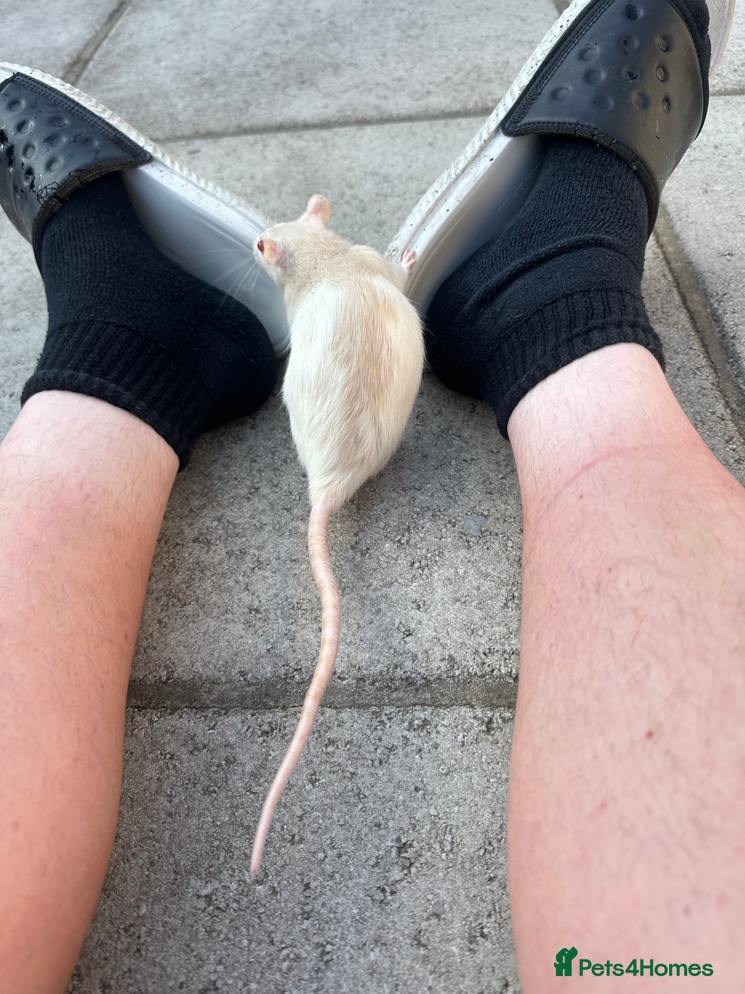 Rat rodents for sale: Albino Rat - Advert 3