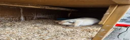 Mini Lop rabbits for sale: 2 Mini Lop Bunnies - Advert 2