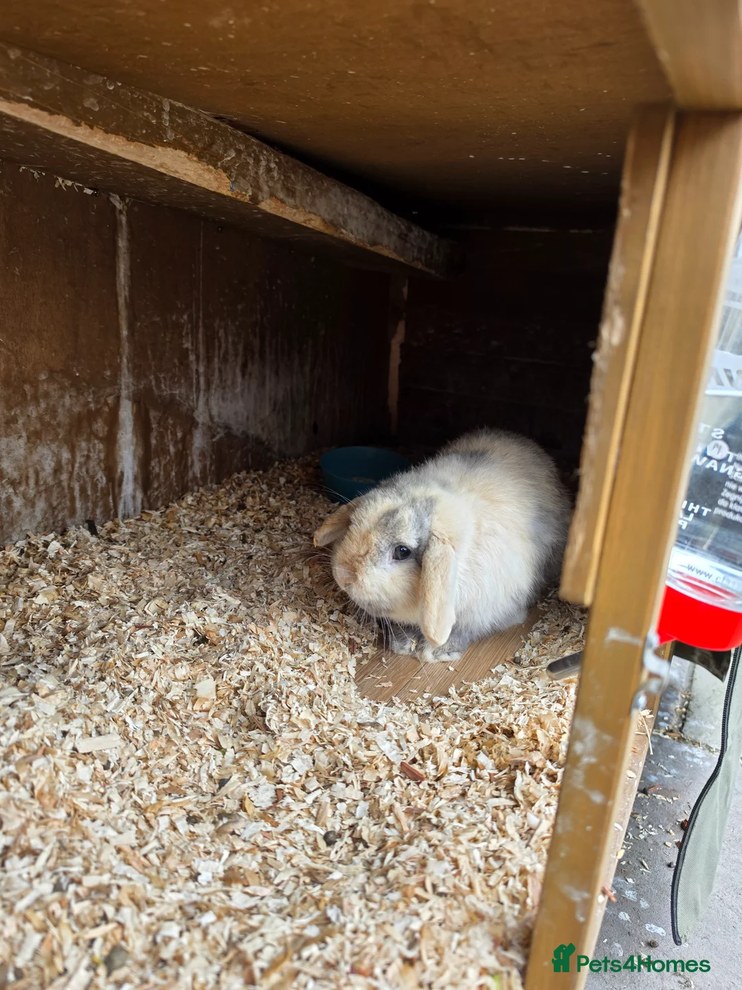 Mini Lop rabbits for sale: 2 Mini Lop Bunnies - Advert 2