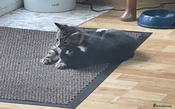 Mixed Breed cats for sale: Friendly kittens looking for loving homes 🐾 - Image 5