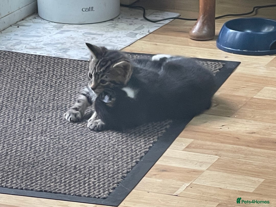 Mixed Breed cats for sale: Friendly kittens looking for loving homes 🐾 - Image 5