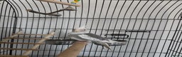 Cockatiels birds for sale: 6 month old male cockatiel with full setup - Advert 4