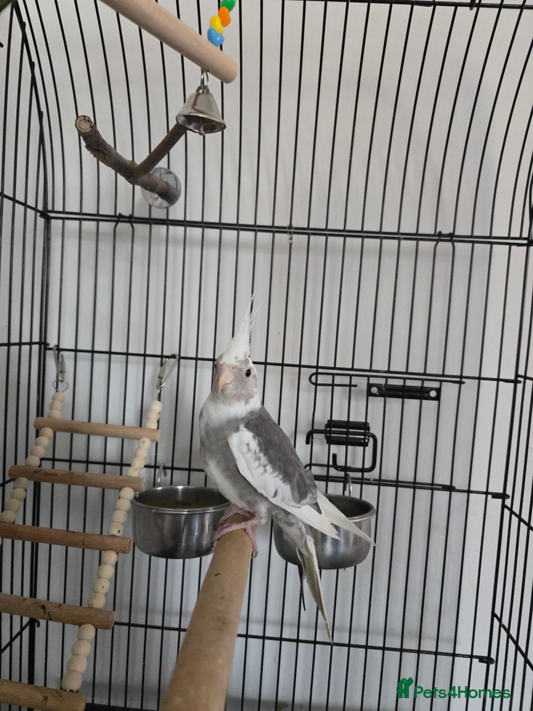 Cockatiels birds for sale: 6 month old male cockatiel with full setup - Advert 4