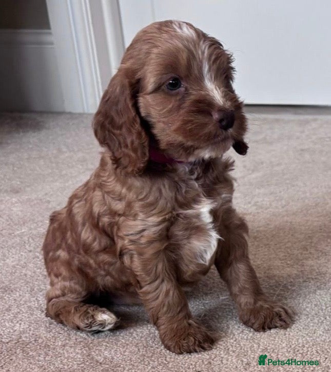 Cockapoo dogs Beautiful fox red Cockapoo puppies - Advert 1